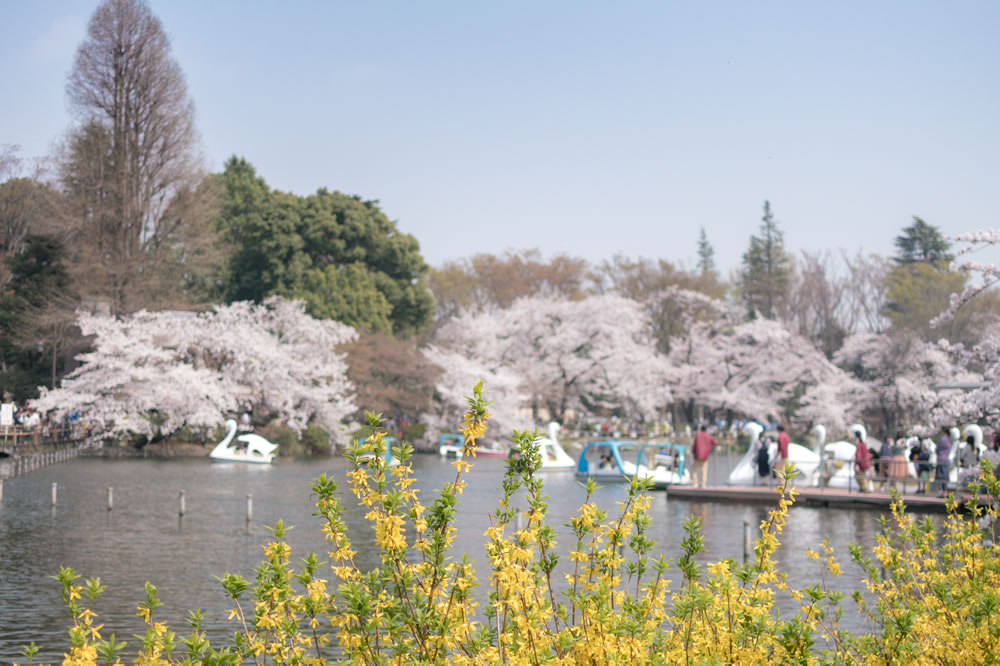 【２０２１年】吉祥寺井の頭公園の桜の見ごろは？飲食の持ち込みは可能？ボートで花見。